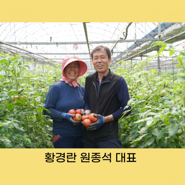 영월 동강애 고향밥상,유기농토마토 5kg