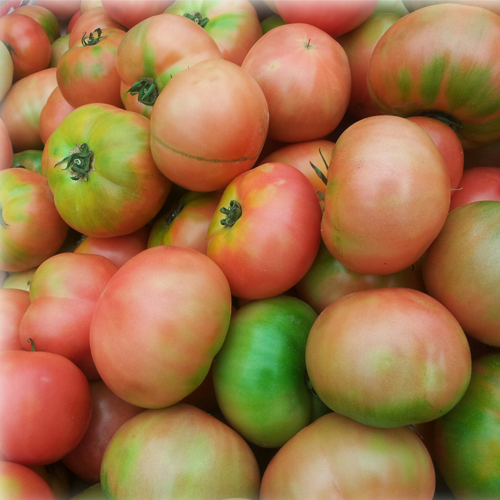 영월 동강애 고향밥상,마당터 완숙토마토 10kg
