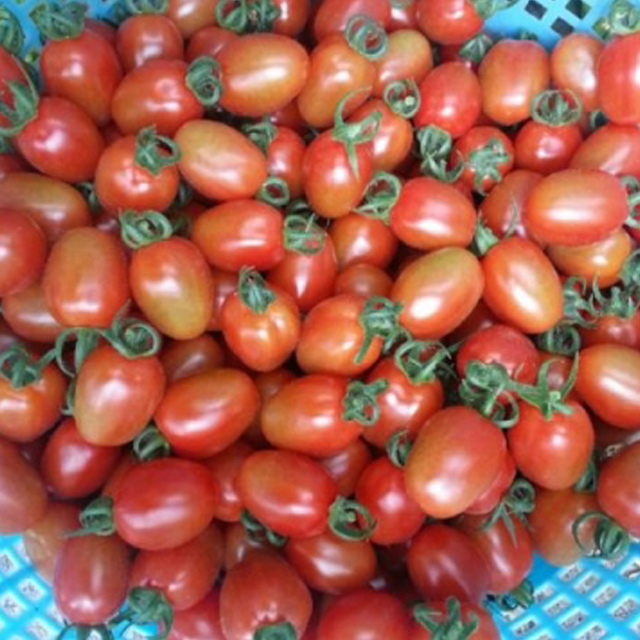 영월 동강애 고향밥상,대추방울토마토 5kg