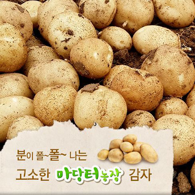 영월 동강애 고향밥상,분이 폴폴 감자 특품 10kg