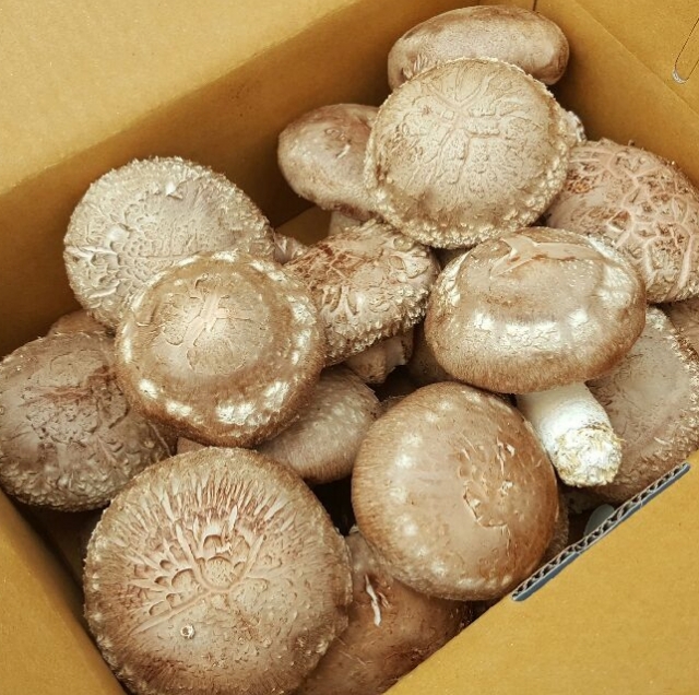 영월 동강애 고향밥상,표고버섯 상(선물용) 2kg