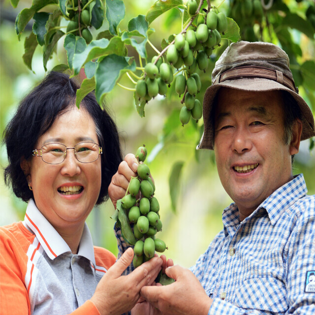 영월 동강애 고향밥상,토종다래 3kg(1kg*3)